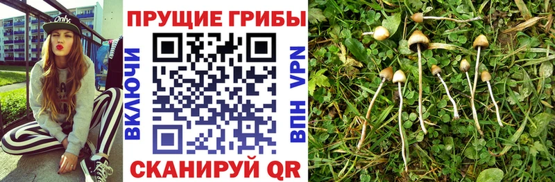 Купить  Верхний Уфалей  Псилоцибиновые грибы Psilocybine cubensis 